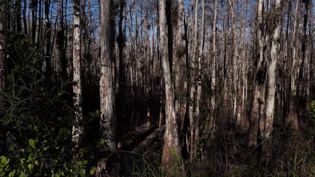 A phenomenal quantity of leafless trees are all packed very close together, giving a superb perspective. In the foreground, a few leaves can be seen moving under the effect of the wind.