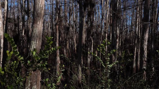 In the foreground, a few shoots with leaves are moving gently in the wind. In the background, a quantity of leafless trees truly provides a beautiful perspective.