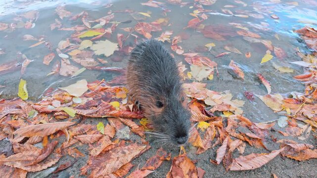 Top view of wet Coypu (Nutria) standing motionless on shoreline covered in vibrant, yellow fallen autumn leaves, slow motion. Close-up from above on Coypu froze on riverbank amid fall foliage.