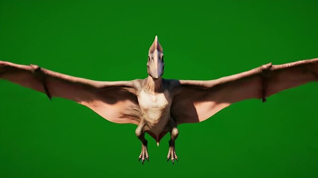 Realistic Pteranodon Full Body Wing Flap Loop Isolated On Green Screen High Detail Realistic Dinosaur Creature In Flight For Prehistoric Projects