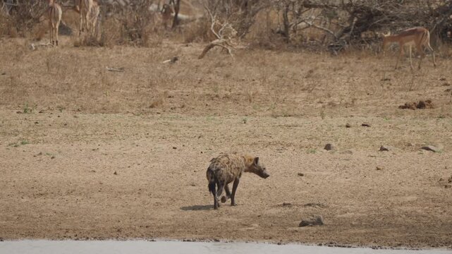 Spotted hyena walks away from a watering hole while an impala enters top-right, filmed in Kruger National Park, South Africa. Dry savanna wildlife scene in daylight.
