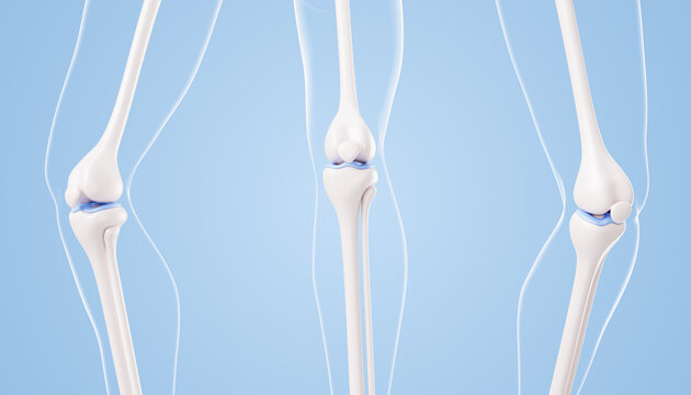 Healthy knee joint anatomy 3D models - bone structure, human leg in straight and bent positions on blue background. Medicine education icon for orthopedic study, healthcare training. 3D illustration