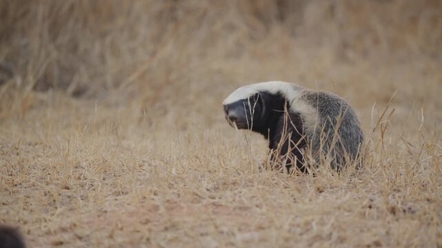 Honey badger raises its head from looking down to looking upward in dry grassland; a second honey badger is barely visible at lower left, adding a humorous reaction feel.