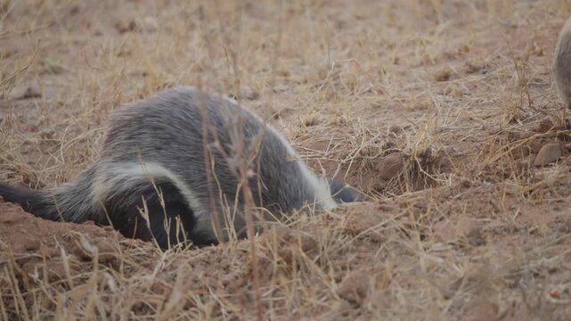 Honey badger digs deep into a burrow in slow motion as another badger appears at far right, in dry savanna habitat at Kruger National Park, South Africa.