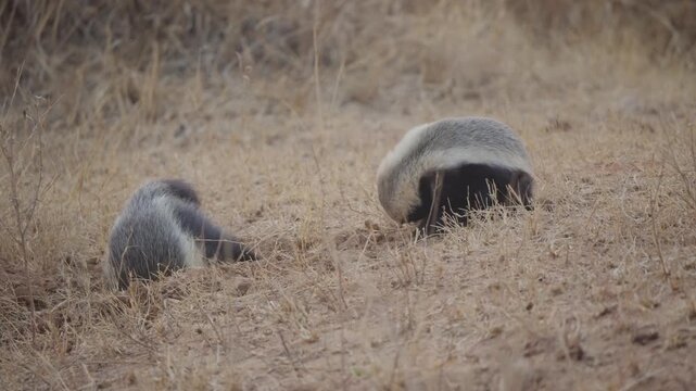 Honey badgers in slow motion as one digs a burrow hole while the other lowers its head to rest, then lifts it again in arid savanna scrub habitat.
