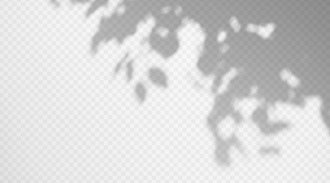 Botanical leaf shadow overlay on transparent background.. Natural blurred branch design element for organic texture background.