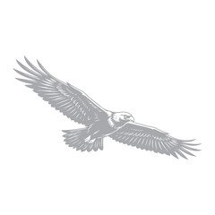 Obraz premium an eagle in flight
