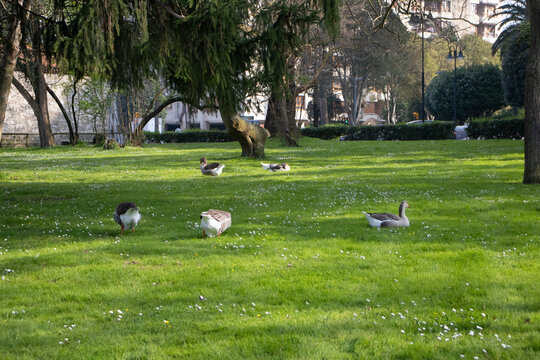 Primer plano de un ganso blanco con manchas grises y ojos azules, enfocado en su perfil. Al fondo, otros gansos caminan sobre el c&eacute;sped verde de un parque durante un d&iacute;a nublado.