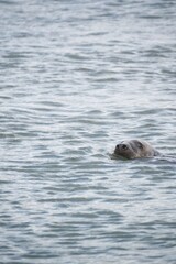 Obraz premium Seal