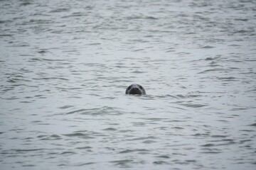 Fototapeta premium seal in water