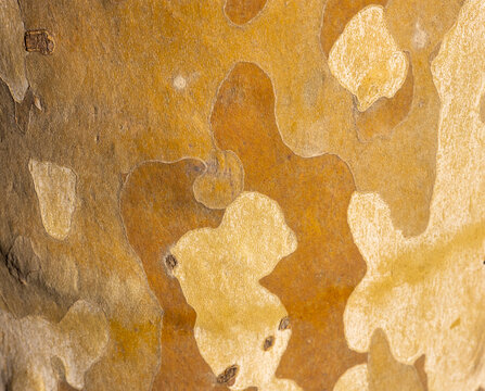 Platan, Platane, Platanus sycamore, plane trunk symbol. Texture made of Platan, Platane, sycamore, plane tree bark. Beautiful Platan tree trunk background. Conceptual image. Peaceful nature Typography