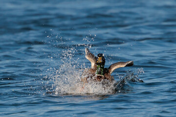 Obraz premium Duck landing on water creating splash with wings extended.