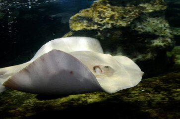 エイ © ふわしん