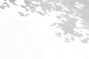 shadow overlay effects of realistic abstract natural tree leaves shadow on wall background,Summer...
