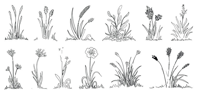 Set of Shrubs Line CAD, Ground Cover Illustration, Architectural Elevation Element, Side View Grass Section Vector for Landscape Design, Site Plan, and Environmental Presentation