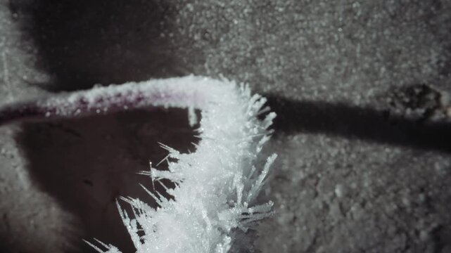 Frost rim on curved stem, nuclear winter closeup revealing spiky hoarfrost crystals along plant filament, textured grainy background, muted pale tones, fragile delicate formations, eerie stillness,