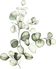 Soft eucalyptus watercolor branch botanical arrangement illustration © liliia_sinhina