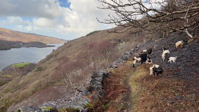 Wild Goats on Rugged Slate Hill at Llyn Padarn Lake, Snowdonia, Llanberis, Gwynedd, North Wales, United Kingdom
