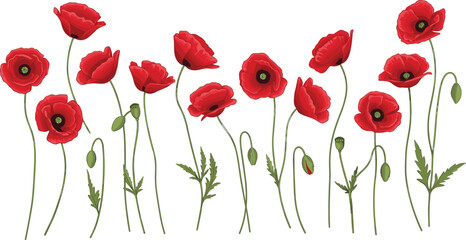 Fototapeta premium Red poppy flower collection. Elegant botanical set with blooming flowers and buds. Wild meadow floral elements isolated for nature, remembrance, and decorative design use.
