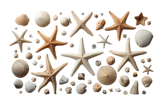 Starfish and seashells collection creating a full frame pattern. Marine life elements on transparent background