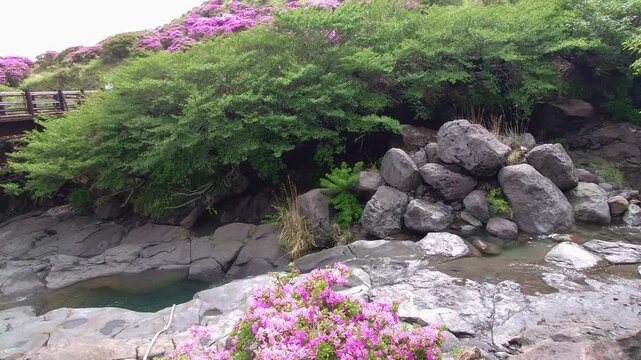 仙酔峡のミヤマキリシマ（熊本県阿蘇）
