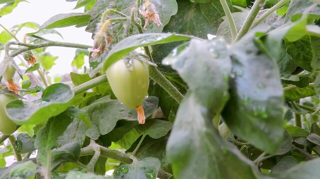 unripe tomato fruit growing on a plant, likely a Roma or San Marzano variety