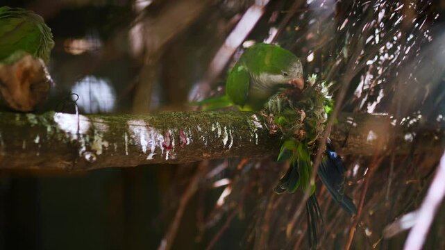 Parrot  Kalita monk, Quaker, Myiopsitta monachus  eating another parrot on branch symbol aggression dominance survival cannibalism competition power struggle dark nature instinct behavior 