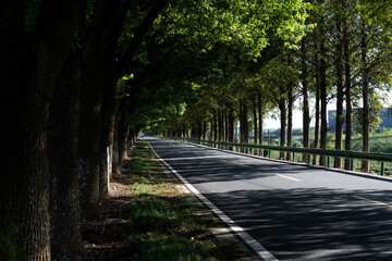 Fototapeta premium Tree-lined road stretching into the distance with lush green foliage and dappled sunlight