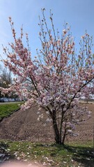 Naklejka premium cherry blossom and pink flower