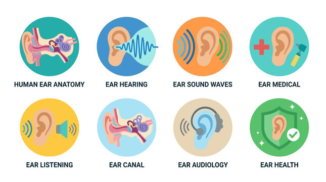 Vector illustration of human ear anatomy with sound waves and medical icons explaining ear hearing and audiology in a vector graphic.