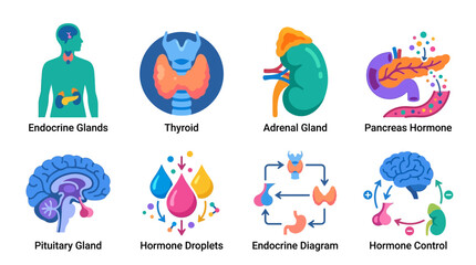 The human endocrine system consists of vector graphics illustrating glands like thyroid, adrenal, pancreas, pituitary, and hormone droplets.