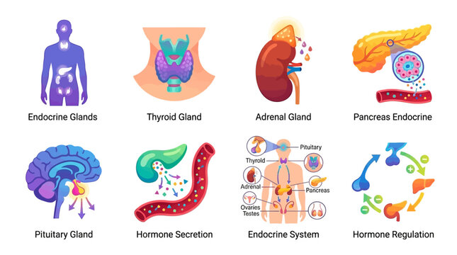 The endocrine system regulates hormone secretion through vector graphics of glands like the pancreas and thyroid in a human body.
