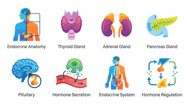 Anatomical vector illustration of the human endocrine system showing glands and hormone regulation processes