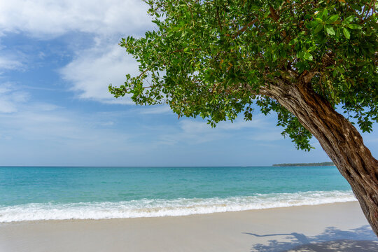 Tropical Beach Landscape with Buttonwood tree (Conocarpus erectus) Turquoise Caribbean Sea and White Sand Shoreline