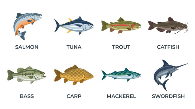 Vector illustration of various fish species including salmon, tuna, trout, catfish, bass, carp, mackerel, and swordfish in a clean graphic design.