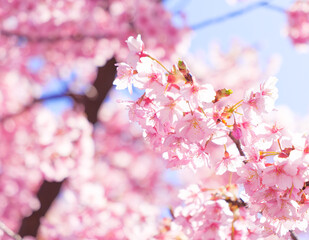Obraz premium Close-Up of Pink Cherry Blossoms in Soft Spring Light