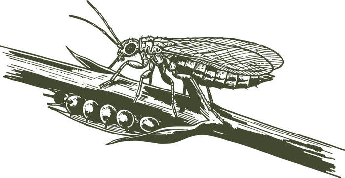 Illustration of a cicada insect laying eggs on a plant stem detailed black and white line art