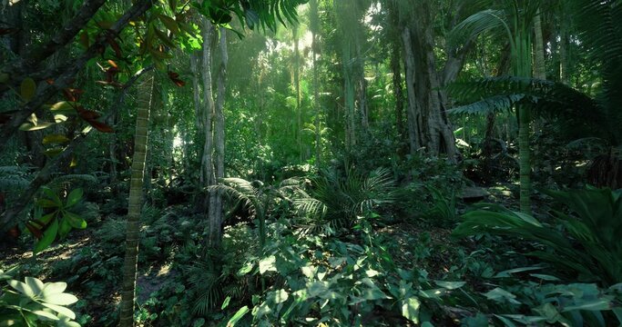 Vast forest canopy scene, Expansive tropical forest with sunlight filters, Immense rainforest landscape showcasing layered trees and rare ferns
