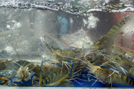 Shrimp is swimming, fresh shrimp
