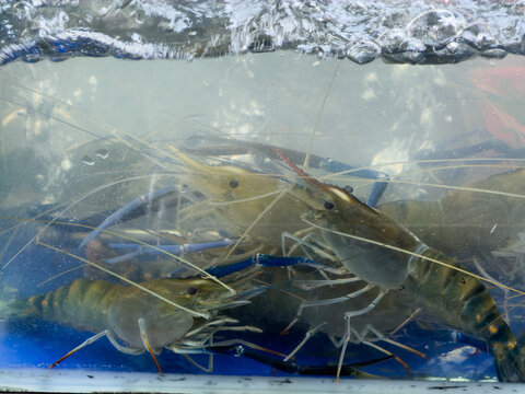 Shrimp is swimming, fresh shrimp