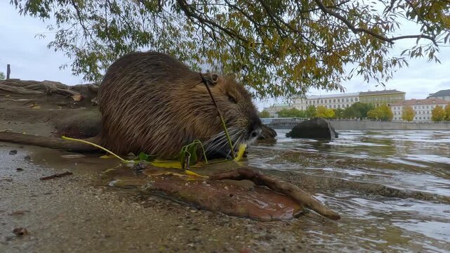 Close-up of Coypu sits under willow tree by riverbank and eating banana peels discarded by people. Nutria is sitting on bank of Vltava River with Prague in background, eating banana peels at fall time
