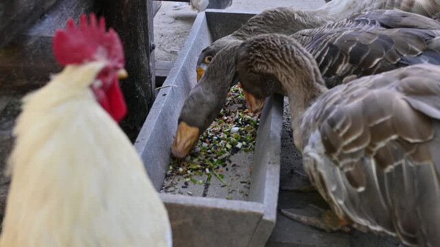 Anser Tula Fighting Goose eat from a feeder in a poultry yard on a farm