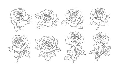 Fototapeta premium Eight black and white line roses with leaves white flower floral bloom petal