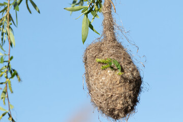 Eurasian Penduline Tit nest hanging on willow tree branch against blue sky, wildlife photography © Юрій Балагула