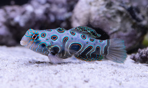 Close-up view of a Picturesque Dragonet (Pterosynchiropus picturatus)