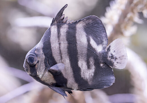 Close-up view of a Juvenile Atlantic spadefish (Chaetodipterus faber)