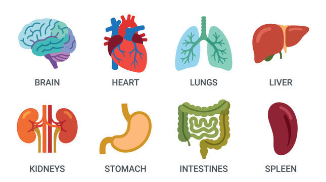 A vector illustration of human organs including brain, heart, lungs, liver, kidneys, stomach, intestines, and spleen in a medical context for educational purposes.