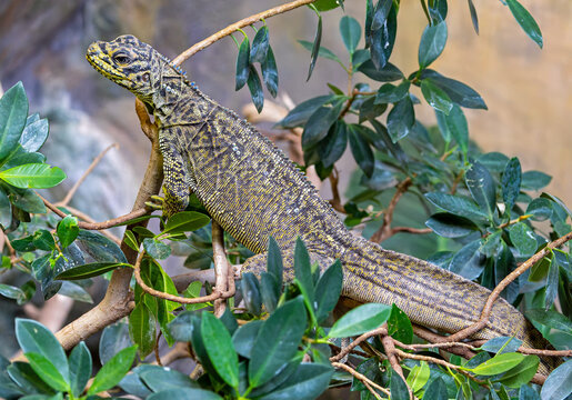 Close-up view of a Philippine sailfin lizard (Hydrosaurus pustulatus) 
