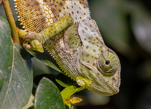 Close-up view of a Flap-necked chameleon (Chamaeleo dilepis)