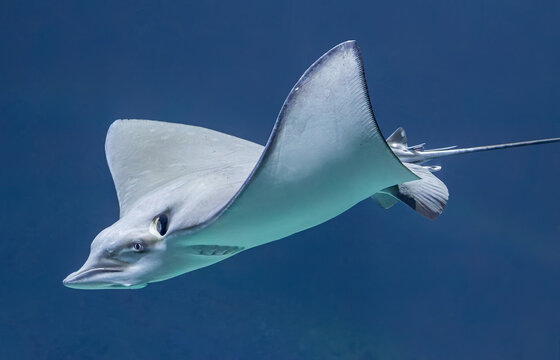 Portrait view of an eagle ray